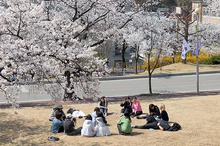 천안캠퍼스의 봄 